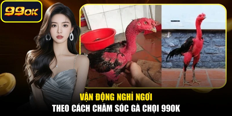 Vận động nghỉ ngơi theo cách chăm sóc gà chọi 99OK
